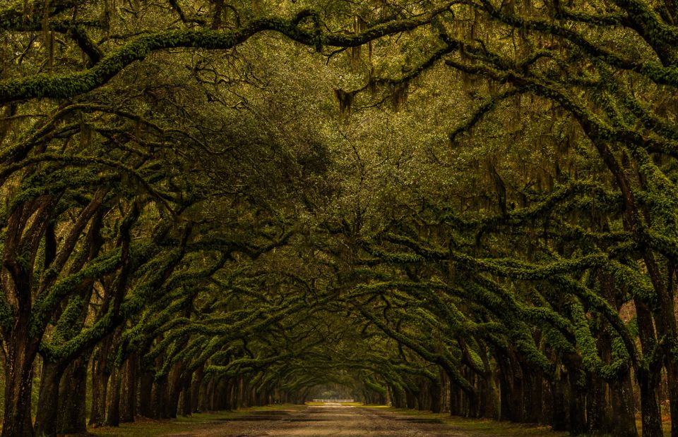 Wormsloe Plantation Oak Arch