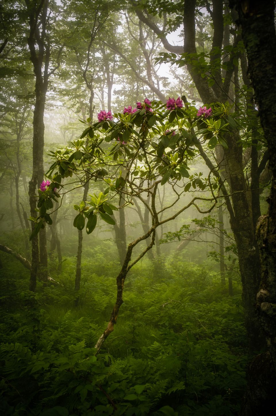 Lone rhododendron shrub with pink blooms stands center-frame in a fog-filled deciduous forest, ferns carpeting the ground below.
