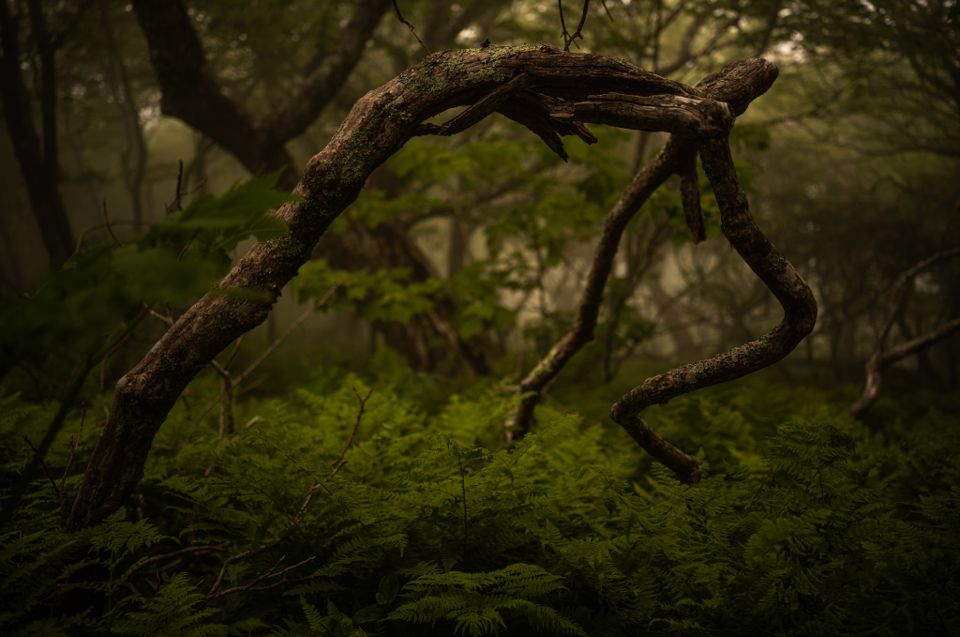 Gnarled, moss-covered branch arches over a dense fern understory in a fog-filled forest, lit by diffused overhead light.