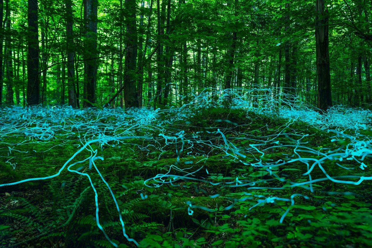 Long-exposure light trails of cyan fireflies weave across a dense green forest floor, curling through ferns and low undergrowth beneath tall trees.
