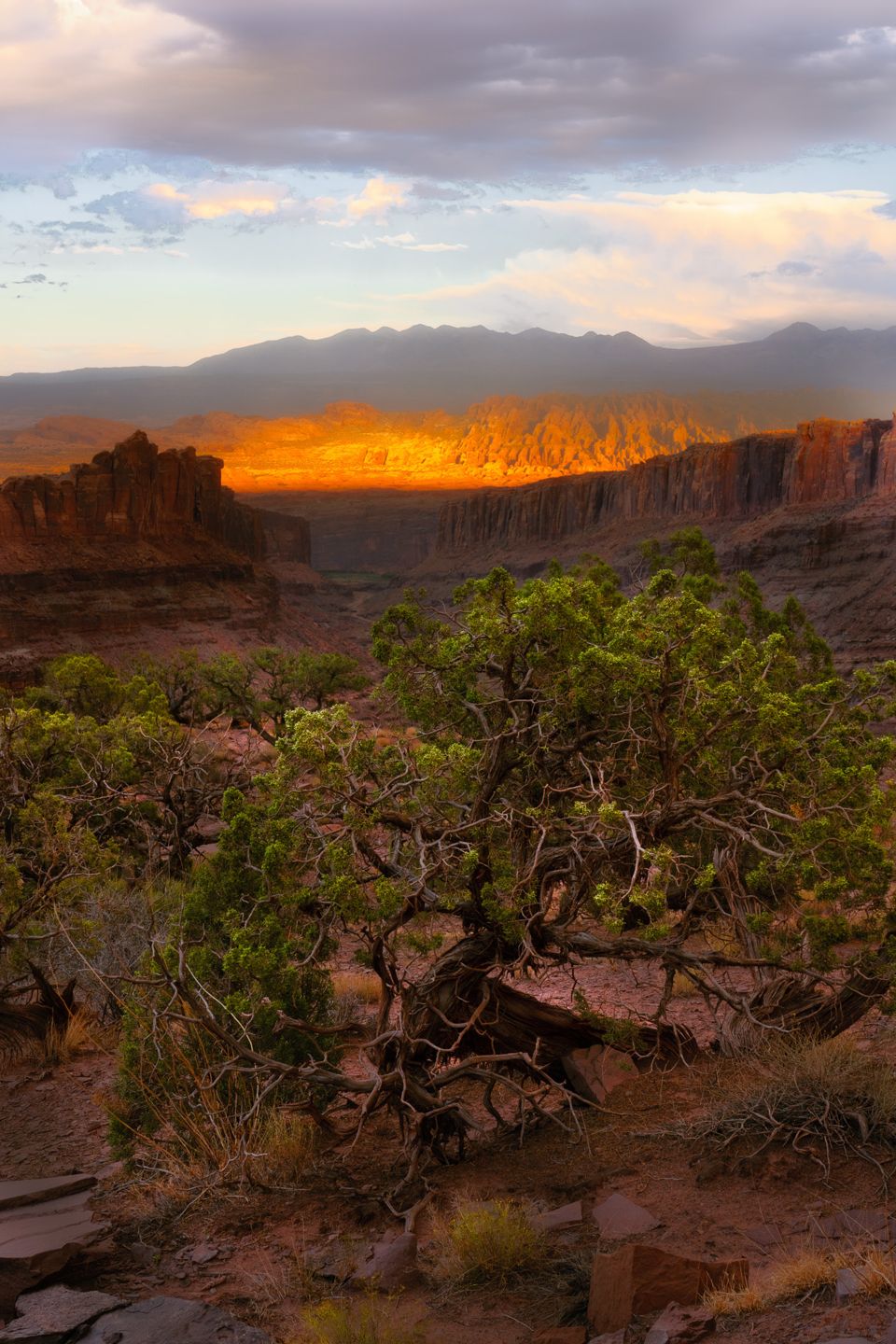Gnarled juniper tree in the foreground overlooks a red-rock canyon, with low sun illuminating distant cliffs orange beneath a cloudy sky.
