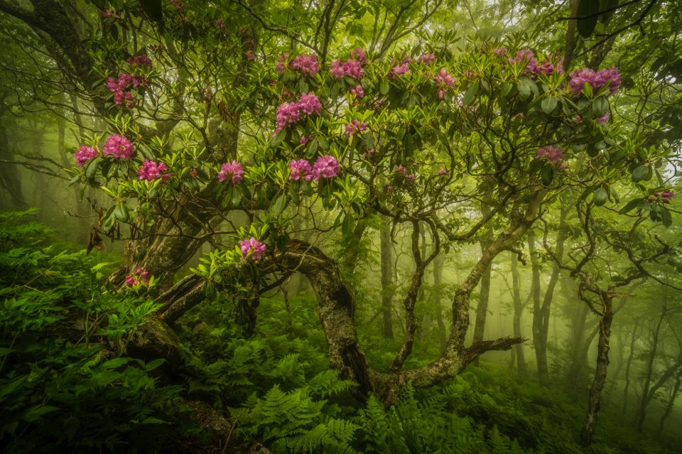 Gnarled rhododendron tree in full pink bloom spreads over a fern-covered forest floor, mist softening the green tree trunks behind it.