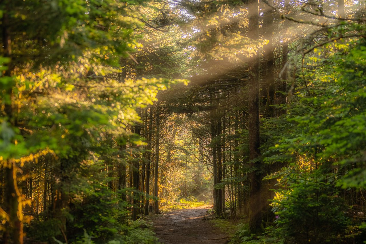 Dirt path recedes into a dense conifer forest, sunbeams angling through the canopy and illuminating hazy golden light between the trunks.