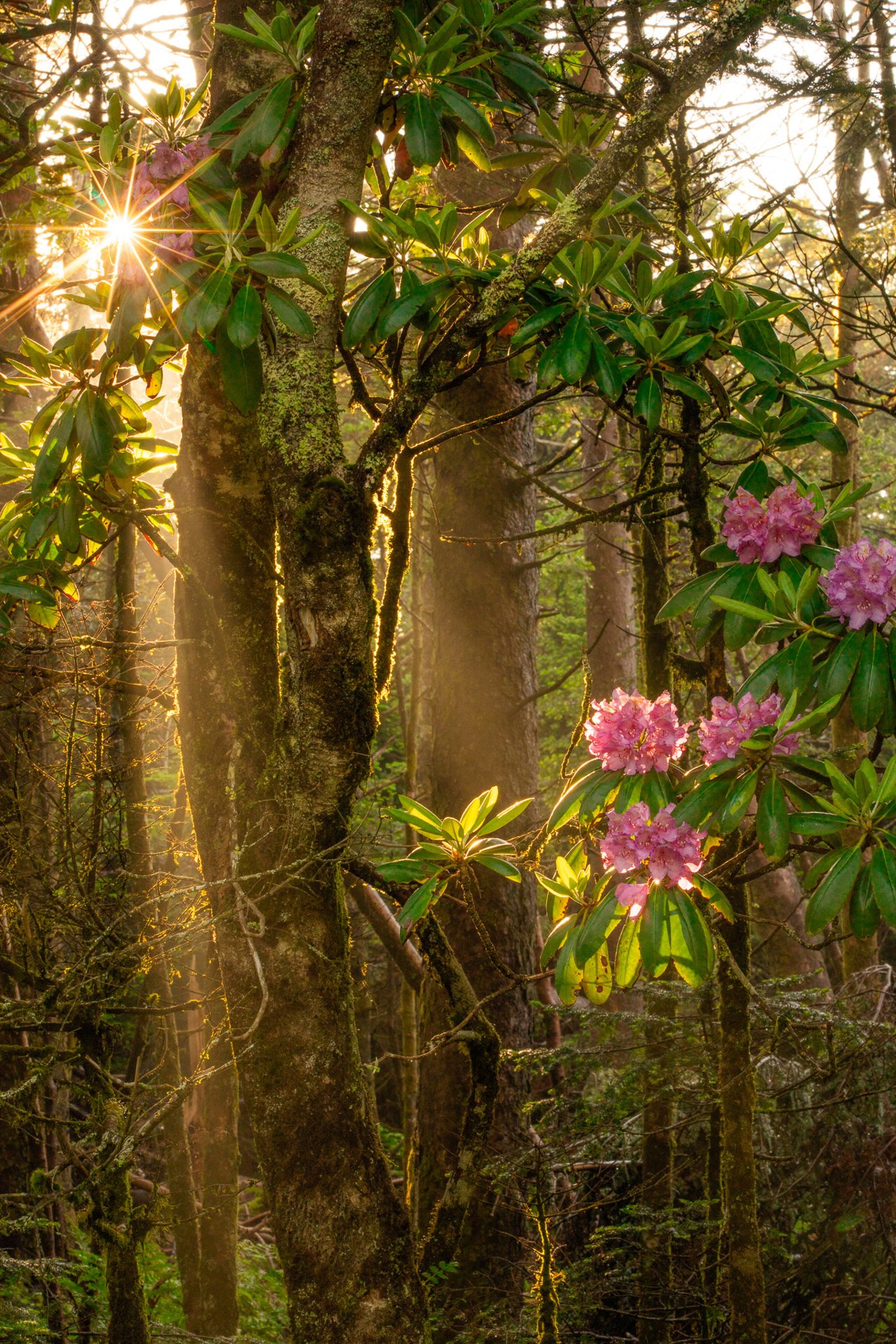 Pink rhododendron blooms glow among moss-covered forest trunks as a sunstar bursts through the canopy on the upper left.