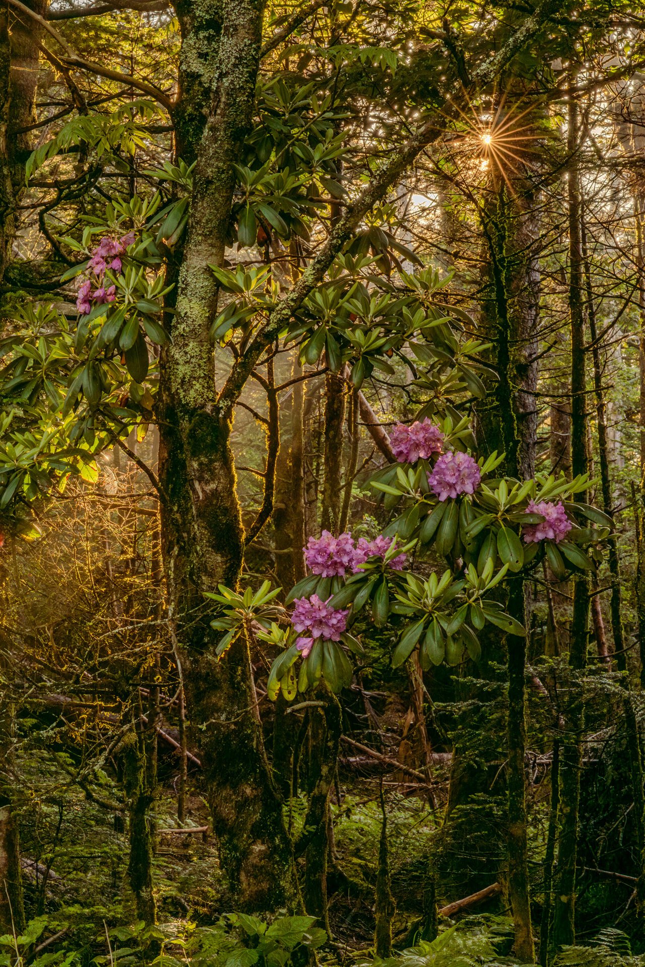 Blooming rhododendrons with pink flower clusters grow among moss-covered trees in a forest, a sunstar bursting through the canopy above.