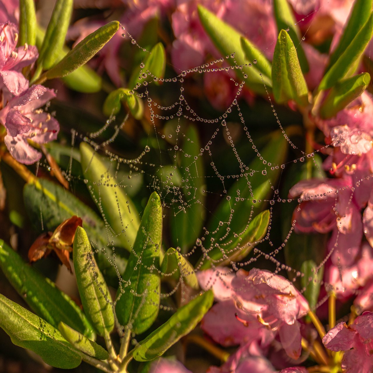 Dew-covered spiderweb stretched between rhododendron leaves and pink blossoms, each strand beaded with water droplets in warm side light.