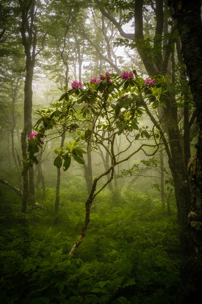 Mist and Magic in the Blue Ridge Mountains